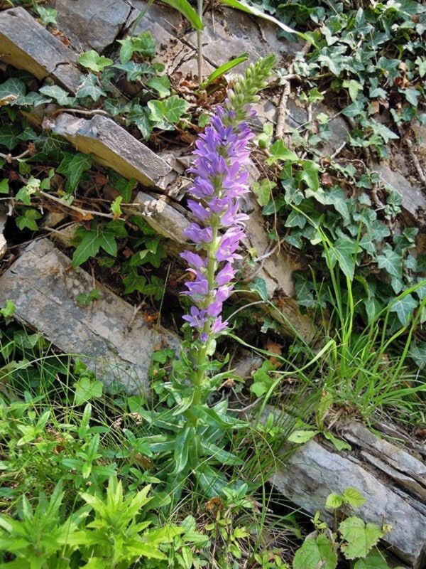 Campanula spicata / Campanula spigata